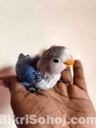 লাভ বার্ড